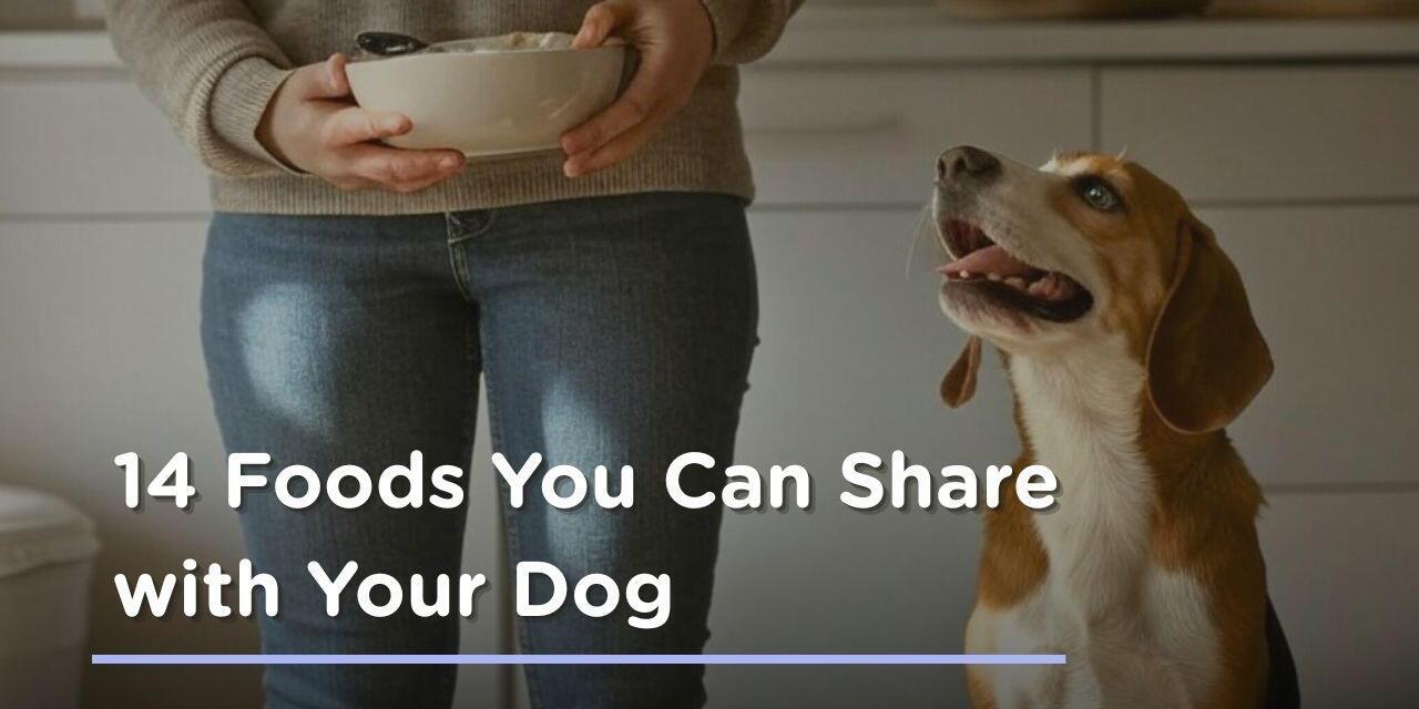 14 Foods You Can Share with Your Dog