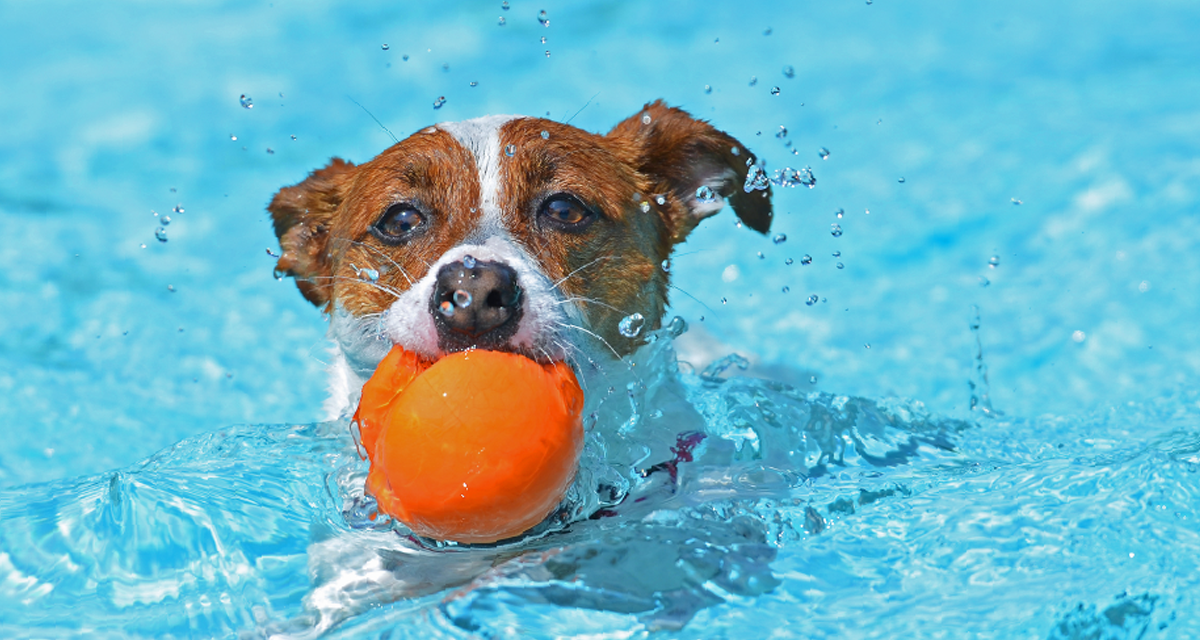 Best Summer Activities for Dog Owners