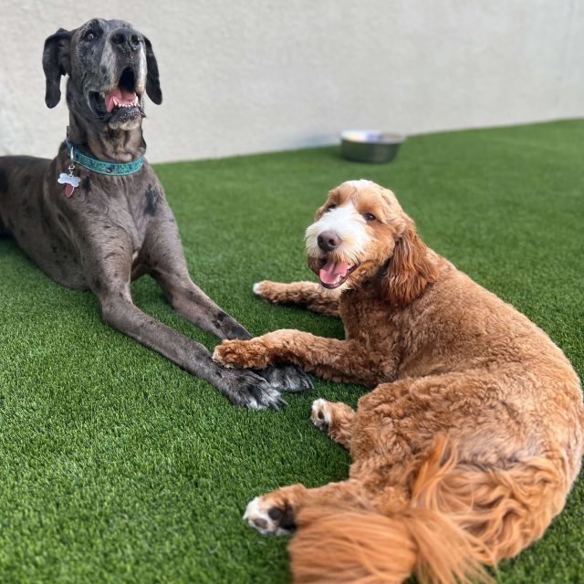 Pals 640x640