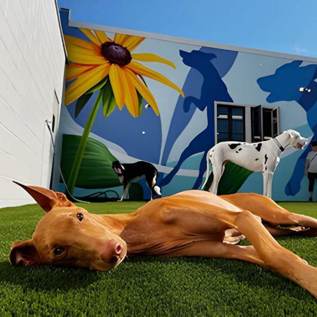 Dogs at The Canine Club