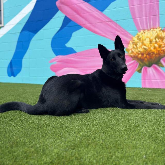 Dog at The Canine Club