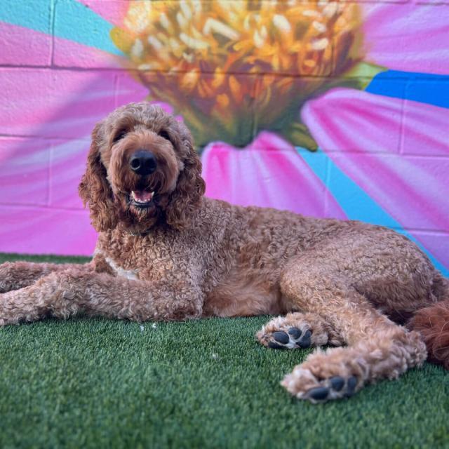 Dog at The Canine Club