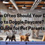 Happy dogs playing and socializing at a bright and welcoming doggie daycare facility with agility equipment, toys, and friendly staff supervising.