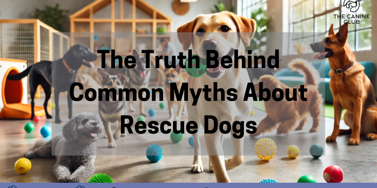 The Truth Behind Common Myths About Rescue Dogs