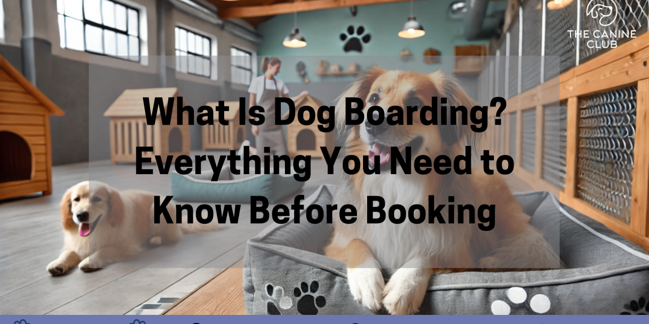 What Is Dog Boarding? Everything You Need to Know Before Booking