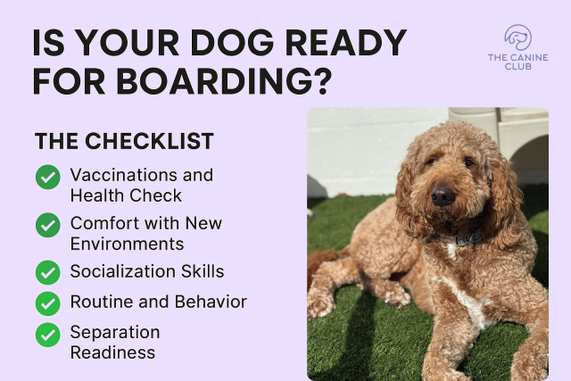 Dog smiling in a clean, safe boarding environment, with a checklist on vaccinations, health check, comfort with new environments, socialization skills, routine, behavior, and separation readiness, helping pet owners assess if their dog is ready for boarding.