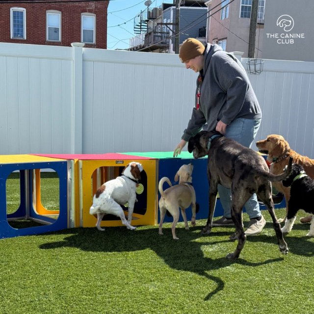 Dogs at The Canine Club Dog Daycare in Locust Point.