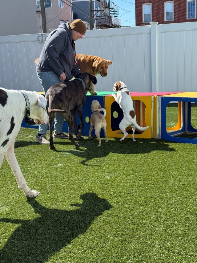 The Canine Club Dog Daycare 