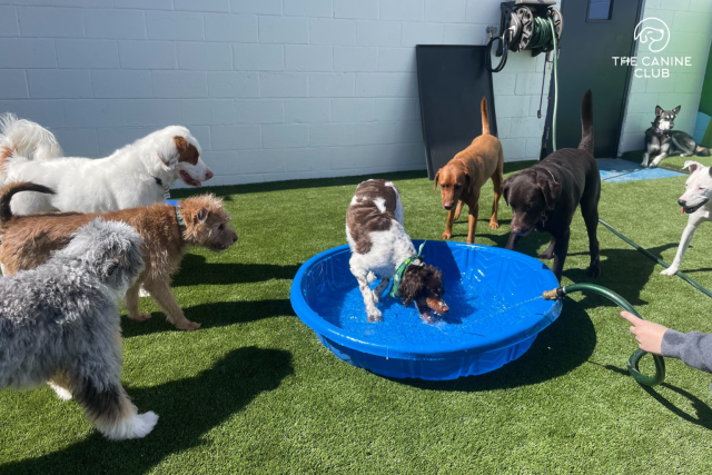 A playful group of dogs at The Canine Club gathers around a small splash pool at an outdoor doggie daycare, enjoying water play and sunshine—perfect for active, social pups.