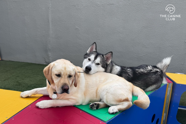 Happy dogs at The Canine Club dog daycare in Locust Point Baltimore
