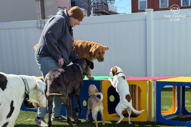 The Canine Club Dog Daycare in Baltimore, Maryland