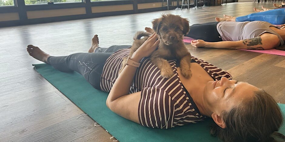 Doggy Noses & Yoga Poses at Red Shedman!