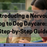 Dog daycare staff comforting a nervous dog in a calm, peaceful environment. The space is spacious with other dogs playing nearby, illustrating a stress-free atmosphere ideal for anxious dogs adjusting to dog daycare in Baltimore.