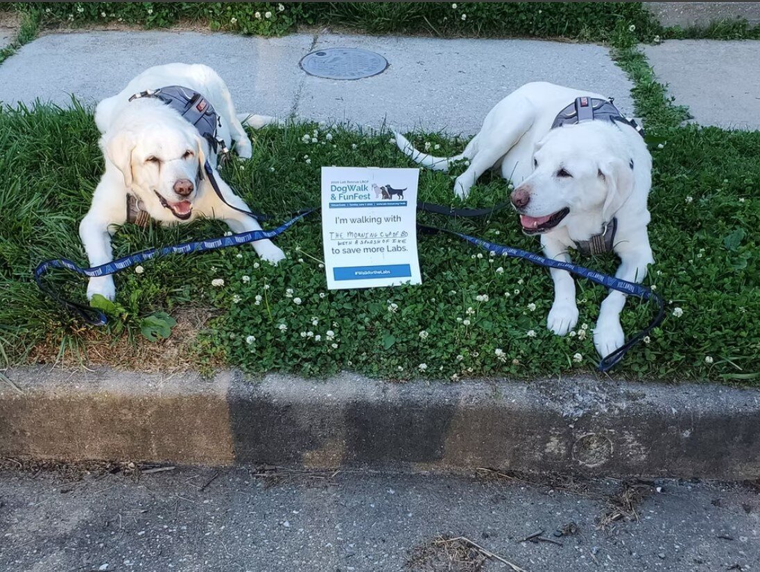 Lab Rescue LRCP Fun Walk