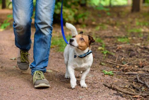 My Small Dog & Me Hike
