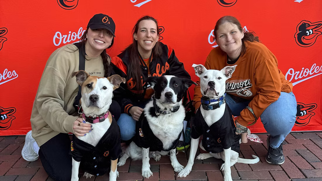 Orioles Bark at Oriole Park Night vs Detroit Tigers