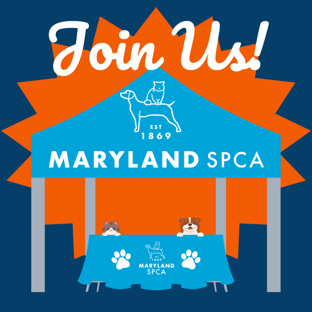 Paws for a Cause