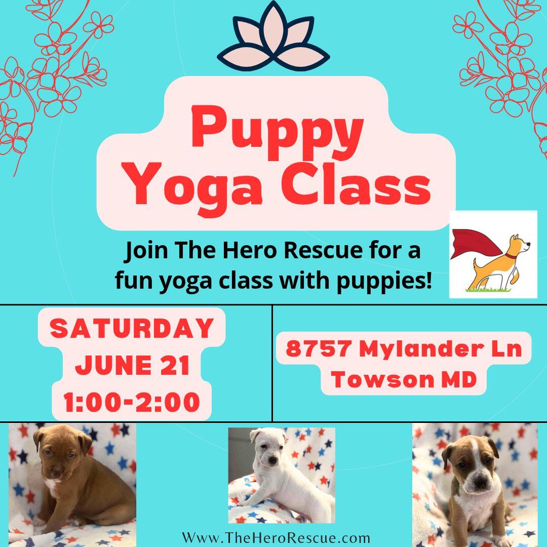 Puppy Yoga at Merritt Towson