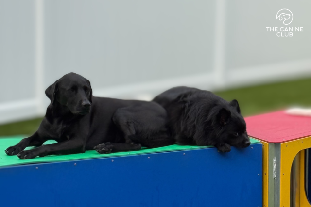 Happy dogs at The Canine Club dog daycare in Baltimore