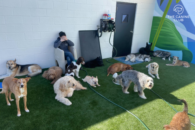 Happy dogs at The Canine Club