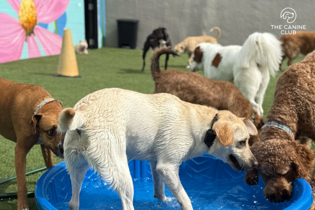 The Canine Club Dog Daycare
