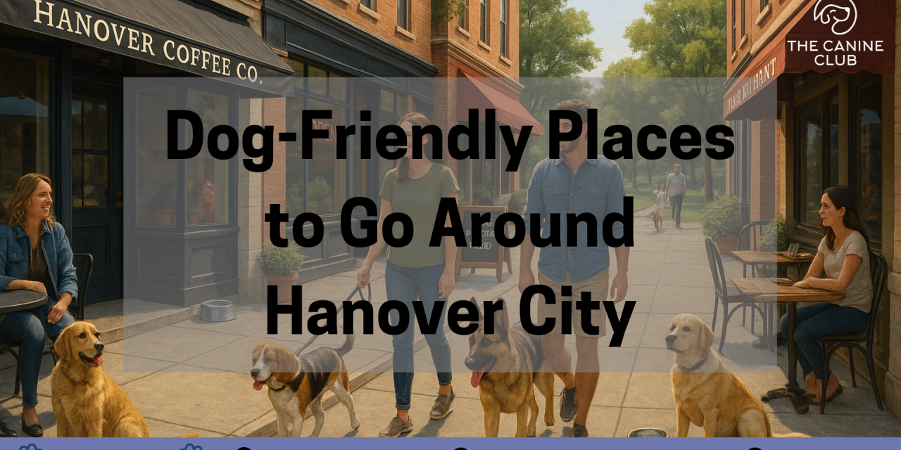 Dog-Friendly Places to Go Around Hanover City