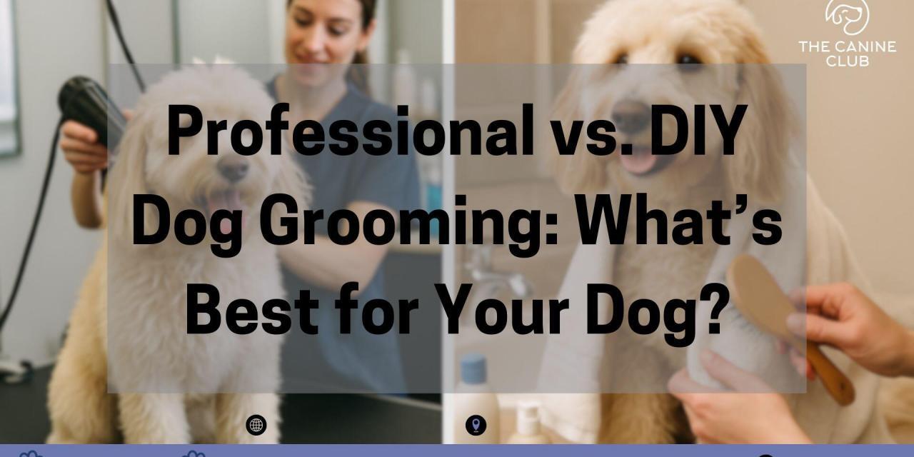 Professional vs. DIY Dog Grooming: What’s Best for Your Dog?
