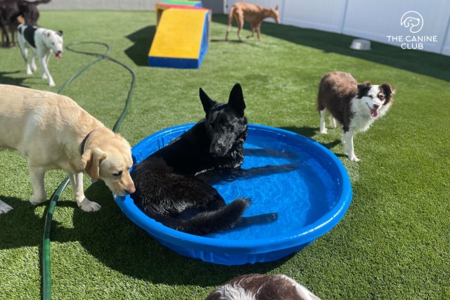 Happy dogs at The Canine Club Dog Daycare in Baltimore