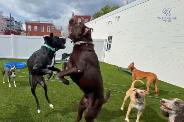 Happy dogs enjoying playtime at The Canine Club, a premier dog daycare in Baltimore, where pups have fun and socialize in a safe, engaging environment.