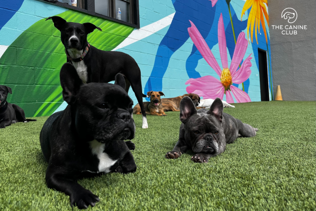 Happy Dogs at The Canine Club Dog Daycare in Baltimore