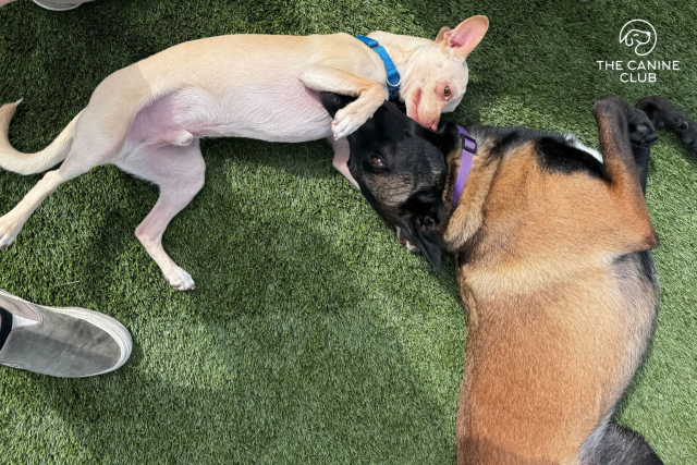 Daycare dogs at The Canine Club dog daycare in Baltimore