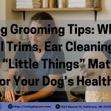 Professional dog grooming in Baltimore at The Canine Club, with smiling groomers bathing, brushing, and caring for happy, healthy dogs in a bright, clean salon.