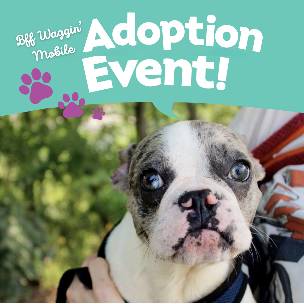 Petco Pop Up Adoption Event!