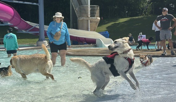Pooch Pool Party