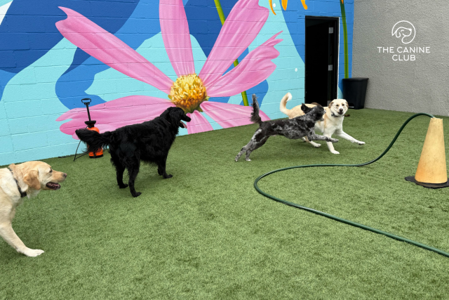 Happy dogs at The Canine Club Dog Daycare in Baltimore